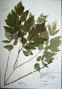 Actaea rubra image