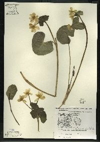 Caltha palustris image