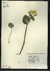 Caltha palustris image