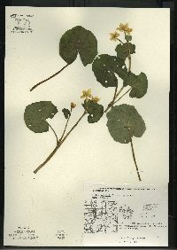 Caltha palustris image