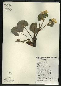 Caltha palustris image