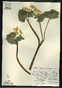 Caltha palustris image