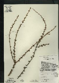 Larix laricina image
