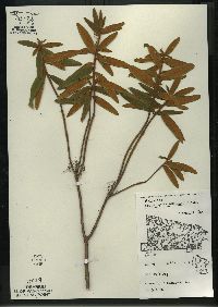 Rhododendron groenlandicum image