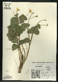 Caltha palustris image