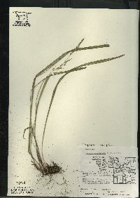 Oryzopsis asperifolia image