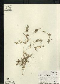 Eragrostis hypnoides image