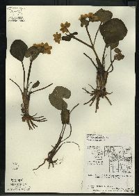 Caltha palustris image