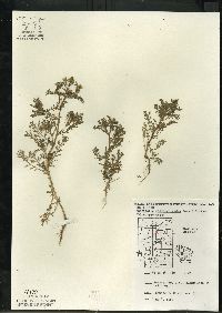 Matricaria discoidea image