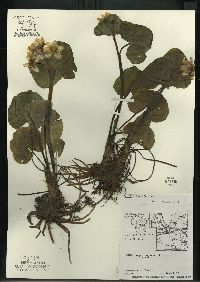 Caltha palustris image