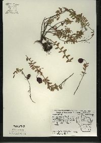 Vaccinium macrocarpon image