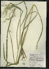 Glyceria canadensis image