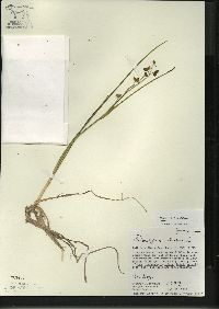 Scheuchzeria palustris image