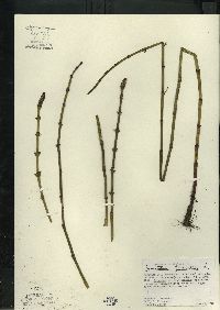 Equisetum fluviatile image