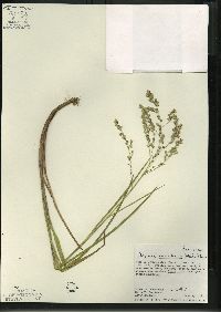 Glyceria canadensis image