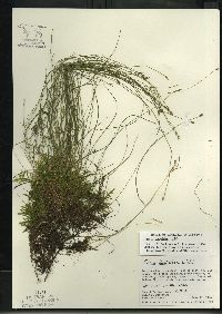 Carex leptalea subsp. leptalea image