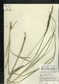 Carex emoryi image