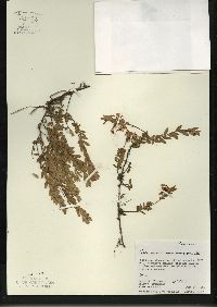 Vaccinium macrocarpon image