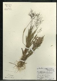 Dichanthelium acuminatum subsp. columbianum image