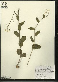 Cardamine bulbosa image