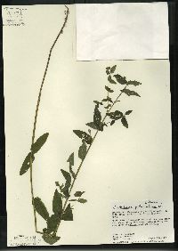 Scutellaria galericulata image