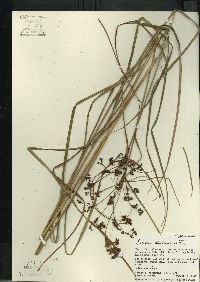 Scirpus atrocinctus image