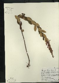 Spiraea tomentosa image