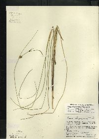 Carex oligosperma image