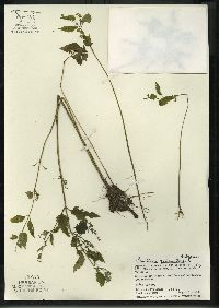 Scutellaria galericulata image