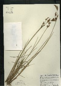 Juncus brevicaudatus image