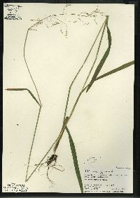 Milium effusum image