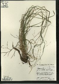 Festuca subverticillata image