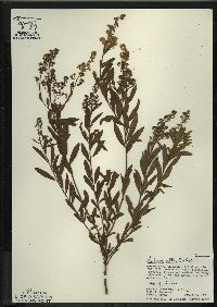 Spiraea alba image