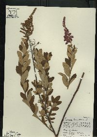 Spiraea tomentosa image