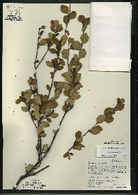 Betula pumila image