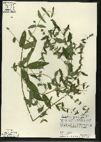 Scutellaria galericulata image