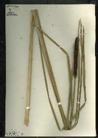 Typha angustifolia image