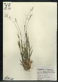 Dichanthelium acuminatum subsp. columbianum image