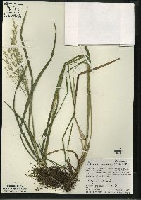 Glyceria canadensis image