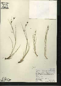 Cladium mariscoides image