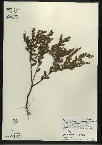 Chamaedaphne calyculata image