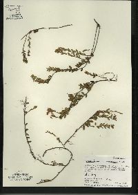 Vaccinium macrocarpon image