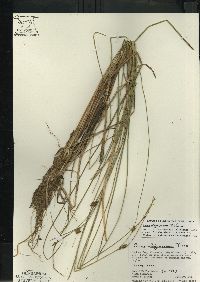 Carex oligosperma image