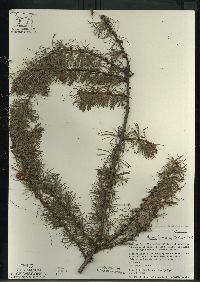 Larix laricina image