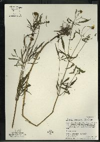 Bidens trichosperma image