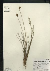 Juncus brevicaudatus image