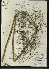 Alisma subcordatum image