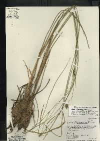 Carex oligosperma image