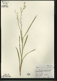 Glyceria canadensis image