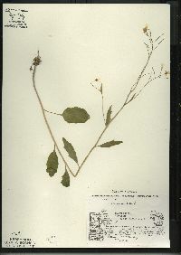 Cardamine bulbosa image